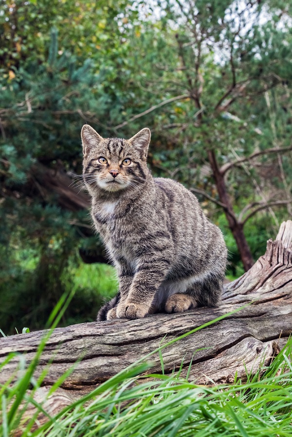 Scottish Wildcat sitting on a log