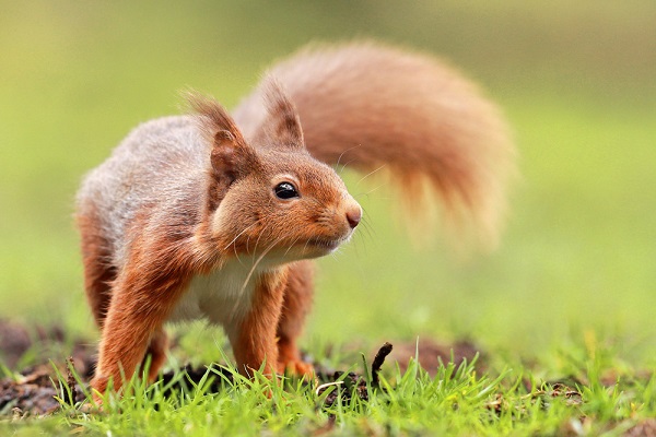 Scottish Red Squirrel looking for Nuts
